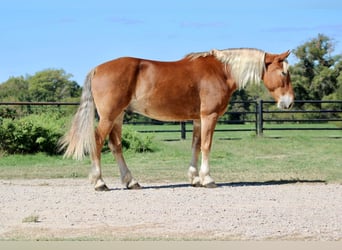 Belgisk arbetshäst, Valack, 6 år, 163 cm, Fux