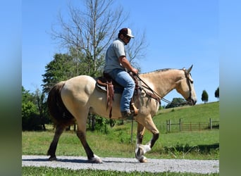 Belgisk arbetshäst, Valack, 7 år, 157 cm, Gulbrun