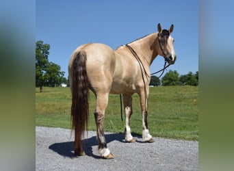 Belgisk arbetshäst, Valack, 7 år, 157 cm, Gulbrun