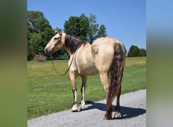 Belgisk arbetshäst, Valack, 7 år, 157 cm, Gulbrun