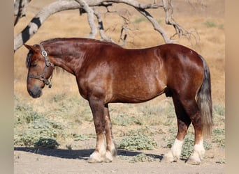 Belgisk arbetshäst, Valack, 7 år, 170 cm, Brun