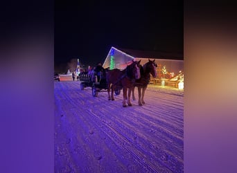 Belgisk arbetshäst, Valack, 7 år, Fux