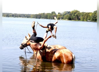 Belgisk arbetshäst Blandning, Valack, 8 år, Palomino