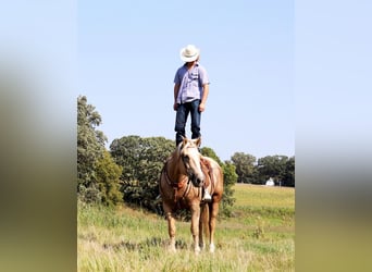 Belgisk arbetshäst Blandning, Valack, 8 år, Palomino