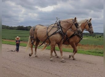 Belgisk arbetshäst Blandning, Valack, 8 år, Palomino
