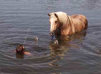 Belgisk arbetshäst Blandning, Valack, 8 år, Palomino