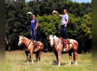 Belgisk arbetshäst Blandning, Valack, 8 år, Palomino