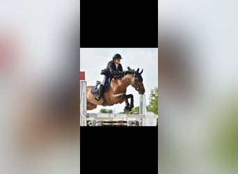 Belgisches Reitpony, Hengst, 8 Jahre, 148 cm, Brauner