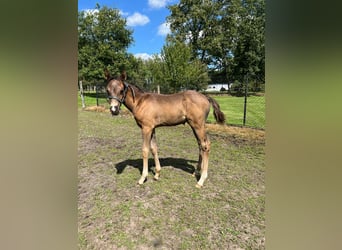 Belgisk ridponny, Hingst, Föl (06/2024), 148 cm, Rökfärgad svart