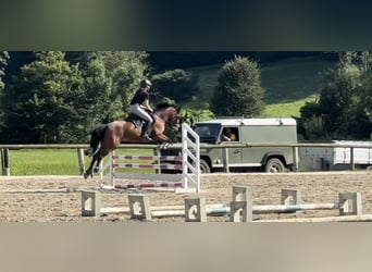 Belgisk ridponny, Sto, 12 år, 143 cm, Brun