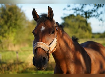 Belgisches Reitpony Blandning, Stute, 16 Jahre, 151 cm, Fuchs