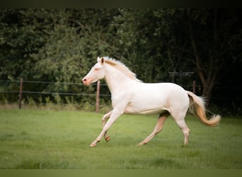 Belgisk ridponny, Sto, 2 år, 144 cm, Cremello