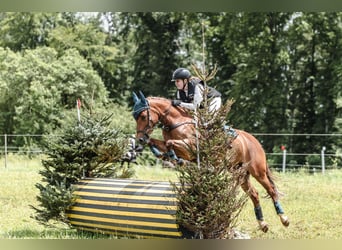 Belgisches Reitpony, Stute, 9 Jahre, 146 cm, Fuchs