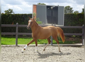 Belgisk ridponny, Valack, 2 år, 145 cm, fux