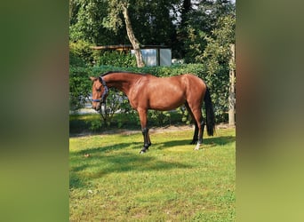 Belgisk ridponny, Valack, 3 år, 136 cm, Brun