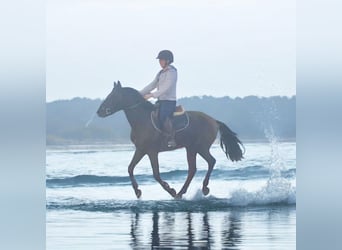 Belgisk ridponny, Valack, 4 år, 146 cm, Rökfärgad svart