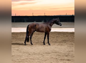 Belgisk ridponny, Valack, 4 år, 146 cm, Rökfärgad svart