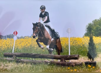 Belgisk ridponny Blandning, Valack, 5 år, 138 cm, Pinto