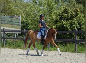 Belgisches Reitpony, Wallach, 5 Jahre, 146 cm, Fuchs