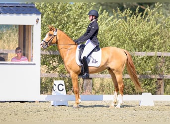 Belgisches Reitpony, Wallach, 5 Jahre, 146 cm, Fuchs