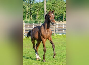 Belgisk sporthäst, Hingst, 1 år, Mörkbrun