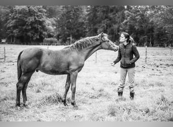 Belgisk sporthäst, Hingst, Föl (03/2024), Brun