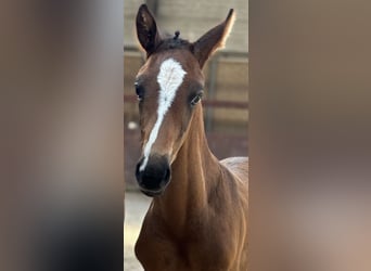 Belgisk sporthäst, Hingst, Föl (07/2024), Ljusbrun