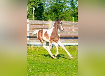 Belgisk sporthäst, Hingst, Föl (04/2024), Pinto