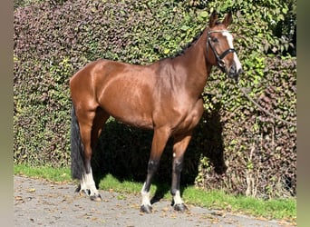 Belgisk sporthäst, Sto, 5 år, 168 cm, Brun