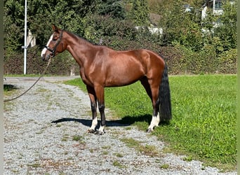 Belgisk sporthäst, Sto, 5 år, 168 cm, Brun