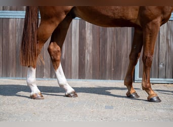 Belgisk sporthäst, Valack, 3 år, 173 cm, fux