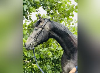 Belgisk sporthäst, Valack, 5 år, 165 cm, Grå