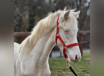 Belgiskt varmblod, Hingst, 1 år, 137 cm, Perlino