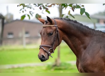 Belgisches Warmblut, Hengst, 2 Jahre, 142 cm, Dunkelfuchs