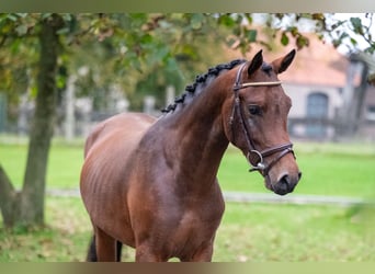 Belgisches Warmblut, Hengst, 2 Jahre, 142 cm, Dunkelfuchs