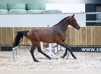 Belgisches Warmblut, Hengst, 2 Jahre, 142 cm, Dunkelfuchs