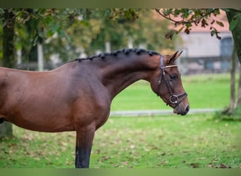 Belgisches Warmblut, Hengst, 2 Jahre, 142 cm, Dunkelfuchs