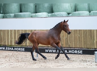 Belgisches Warmblut, Hengst, 2 Jahre, 142 cm, Dunkelfuchs