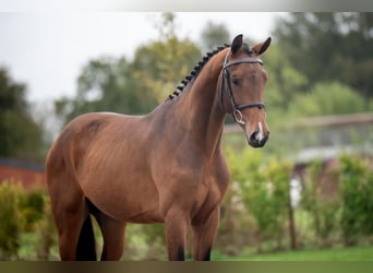 Belgisches Warmblut, Hengst, 2 Jahre, 162 cm, Dunkelbrauner