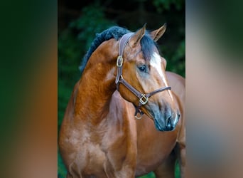 Belgiskt varmblod, Hingst, 2 år, 168 cm, Brun