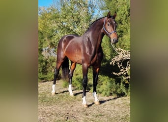 Belgiskt varmblod, Hingst, 2 år, 172 cm, Mörkbrun