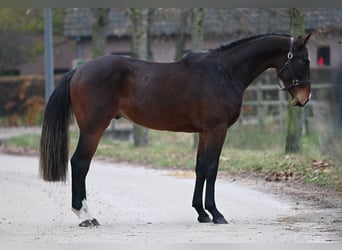Belgiskt varmblod, Hingst, 2 år, Brun