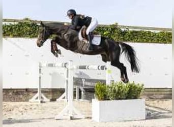 Belgisches Warmblut, Hengst, 3 Jahre, 166 cm, Dunkelbrauner