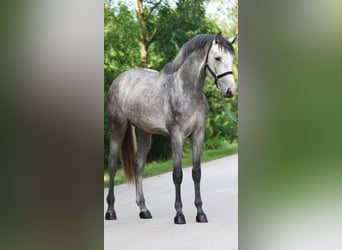 Belgiskt varmblod, Hingst, 3 år, 172 cm, Gråskimmel