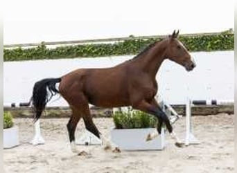 Belgisches Warmblut, Hengst, 3 Jahre, 173 cm, Brauner