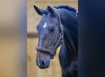 Belgisches Warmblut, Hengst, 3 Jahre, 175 cm, Dunkelbrauner