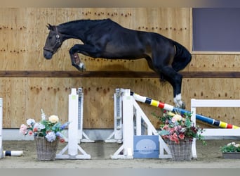 Belgisches Warmblut, Hengst, 3 Jahre, 175 cm, Dunkelbrauner