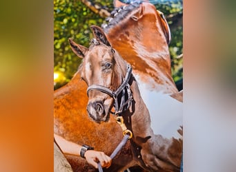 Belgiskt varmblod, Hingst, Föl (05/2023), 160 cm, Tobiano-skäck-alla-färger
