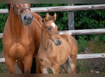 Belgiskt varmblod, Hingst, Föl (07/2024), Brun