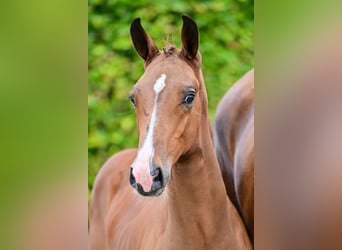 Belgiskt varmblod, Hingst, Föl (06/2024), Brun